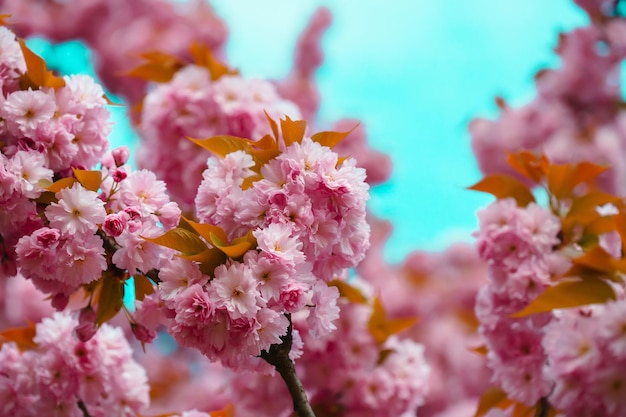 太陽の下で春の花