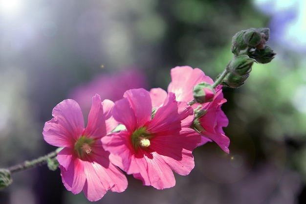 写真 春の花の優しさ 青い太陽の空の背景に明るい花 ピンクの色の対照