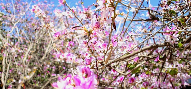 写真 春の花の優しさ 青い空の背景の木の明るいピンクの花 ピンクの色の対照