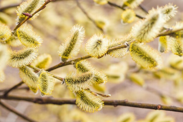 Foto fioritura del salice del fiore della primavera