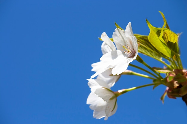 Spring Blossom over wood background White cherry blossoms on a branch against a blue sky, floral natural background space for text