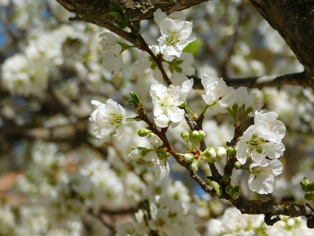 Fiore di primavera