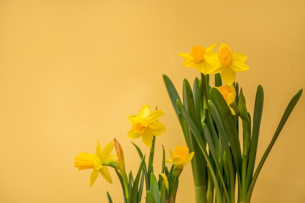 Spring blossoming daffodils springtime blooming narcissus jonquillflowers selective focus