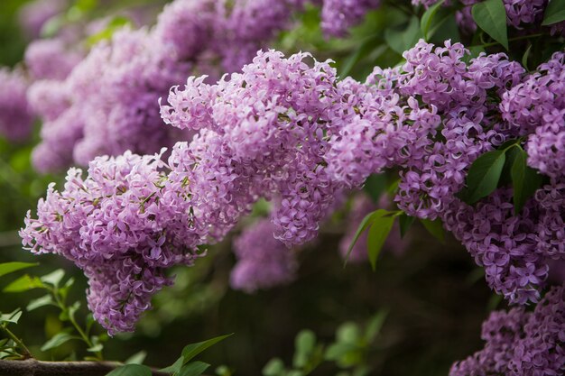 Spring blossoming lilac