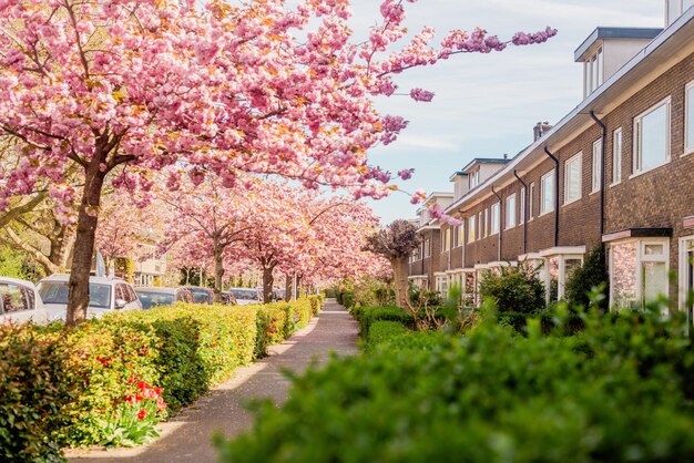 写真 春の桜の開花