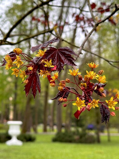 Foto fioritura primaverile dell'acero rosso