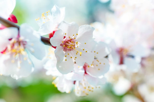 Spring blossoming white spring flowers on a tree against soft floral background