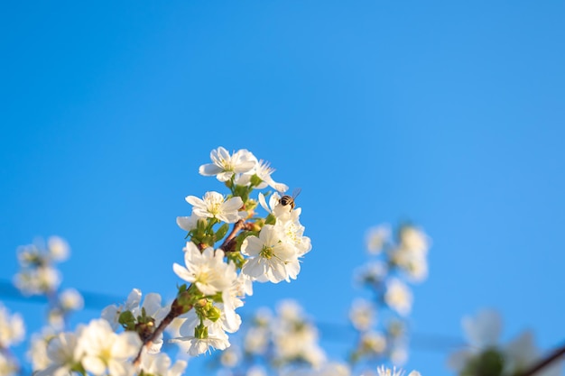 Фото Весенние цветы и пчелы крупным планом смотрят на природу и флору на фоне голубого неба