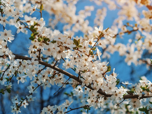 Spring blossoms cherry white flowers for background