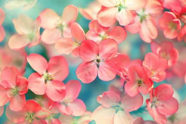 Photo spring blossoms floral wallpaper delight
