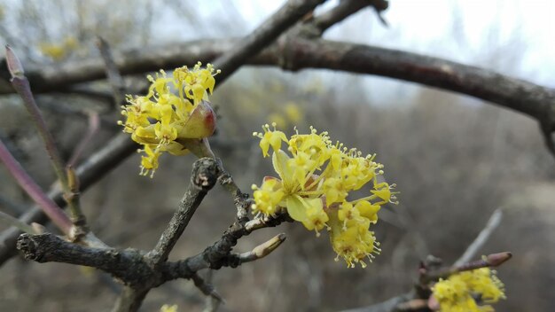 Spring blossoms flower