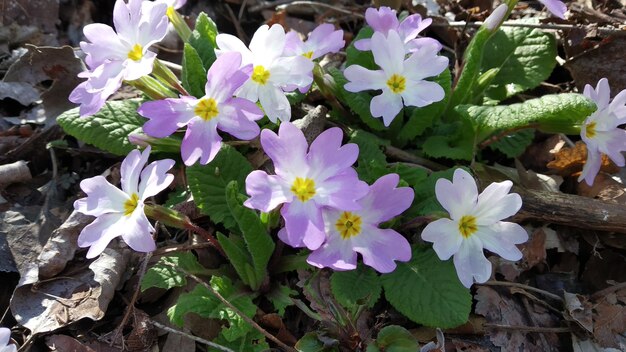 Foto fiori di primavera