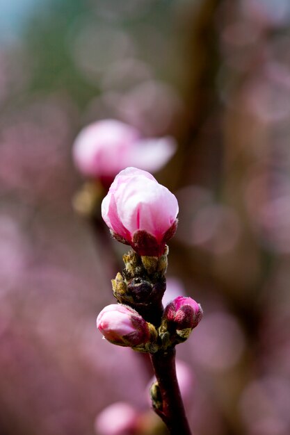 Fiori primaverili, fiori rosa pesca.