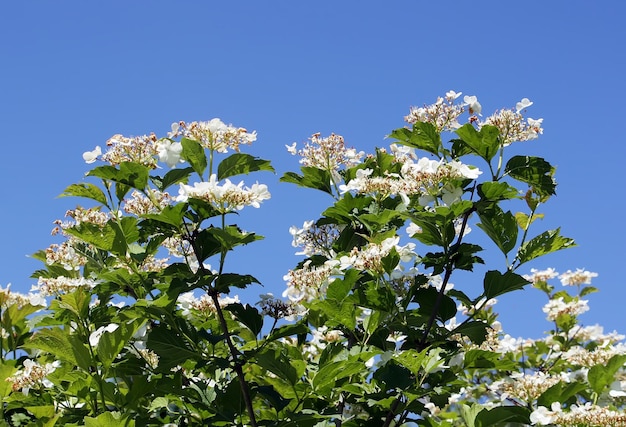 青い空の下の木の春の花自然の背景