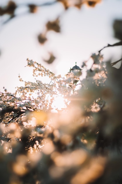 Foto fiori di primavera