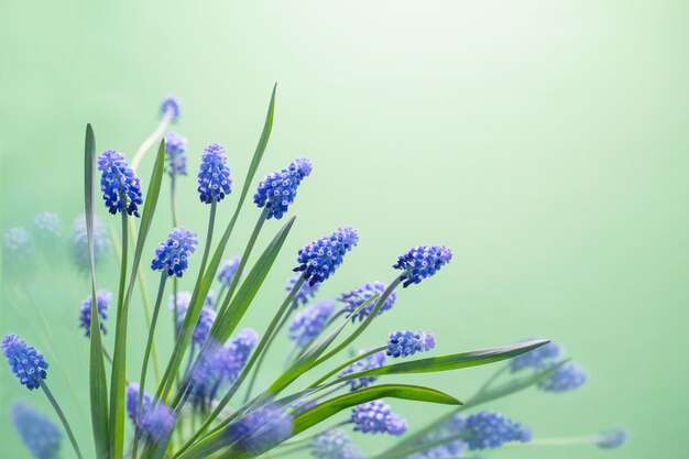 Spring blue flowers on green background