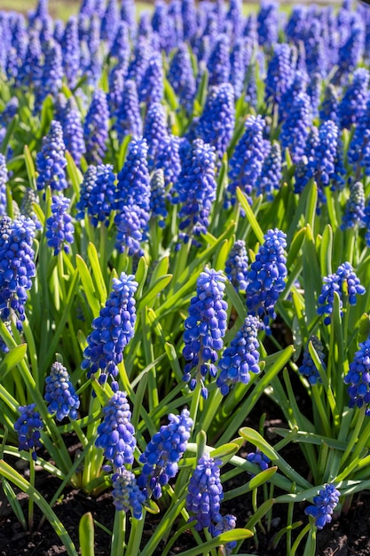 봄의 파란 꽃 봄의 푸른 무스카리 꽃
