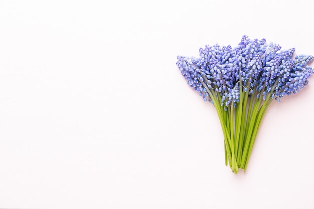 봄 푸른 muscari 꽃. 핑크 파스텔 배경에 Muscari 꽃입니다.