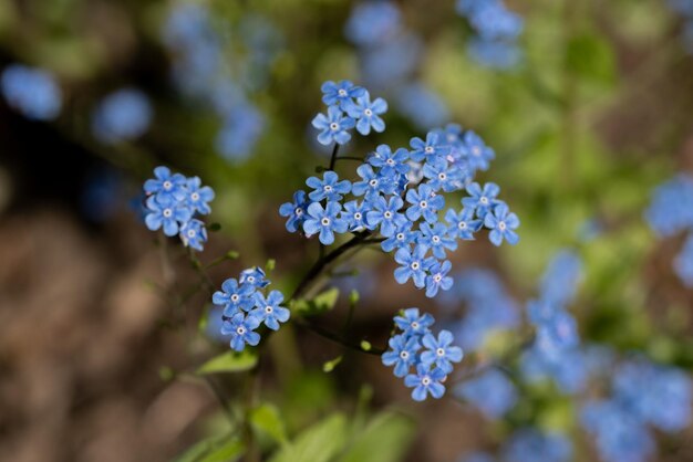 the spring blue Omphalodes flowers