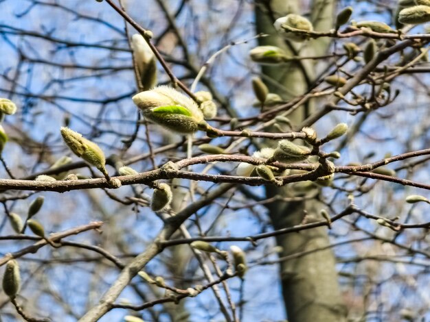 Photo spring blue sky and white magnolia kobus flowers