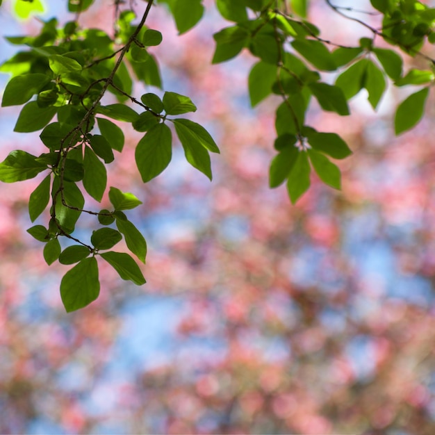 봄에는 꽃이 만발한 나무 하늘과 잎이 있는 녹색 가지가 있는 분홍색 및 파란색 보케 사각형 배경이 흐려집니다.