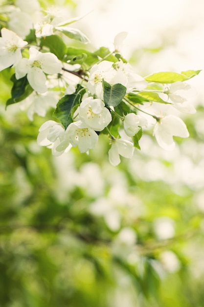Spring bokeh background with flowers green leaves and abstract bokeh light
