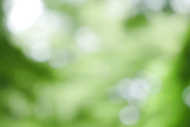 Spring bokeh nature abstract background Green leaves blurred, beautiful in the spring or summer