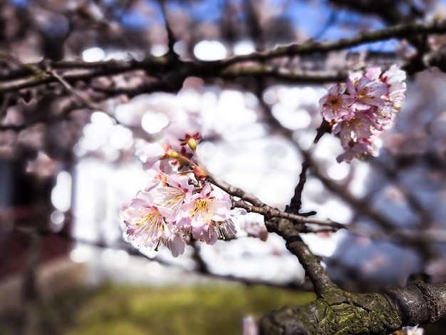 Bordo primaverile astratto blured sfondo arte con sakura rosa o fiore di ciliegio bella scena della natura con albero in fiore e bagliore del sole pasqua giornata di sole primavera