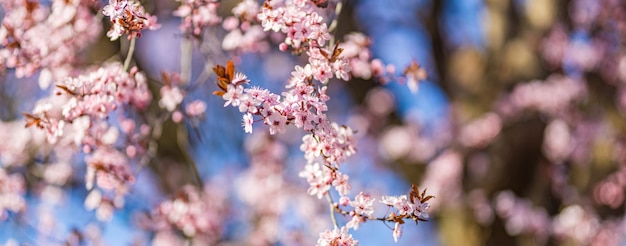 ピンクの花と春のボーダーまたは背景アート美しい自然のクローズアップ咲く木の太陽光線