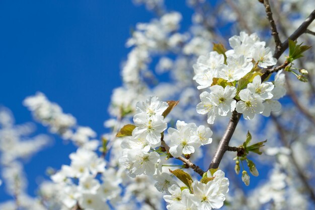 Spring border background with blossom closeup Abstract floral spring background Blossoms over blurred nature background