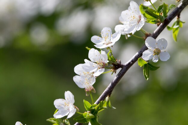 Spring border background with blossom closeup Abstract floral spring background Blossoms over blurred nature background