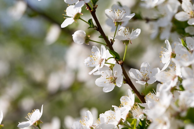 Spring border background with blossom closeup Abstract floral spring background Blossoms over blurred nature background