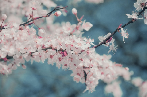 花と春の境界線または背景