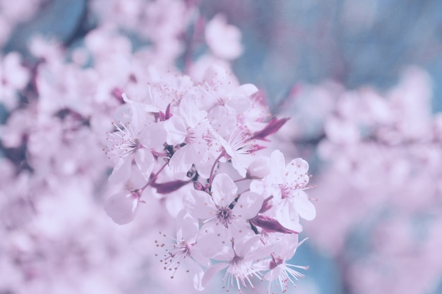 Spring border or background with  blossom