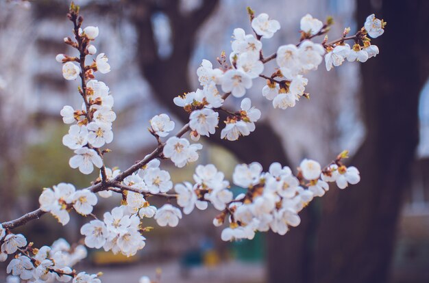 Spring border or background with pink blossom