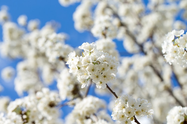 Spring border with blossom, close-up. Abstract floral spring. Blossoms over blurred nature