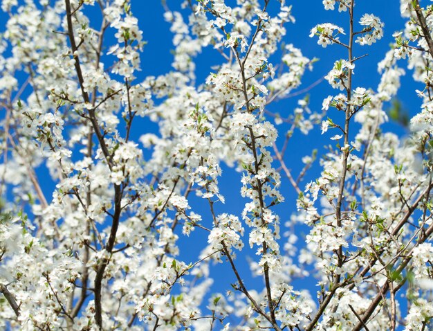 Spring border with blossom, close-up. Abstract floral spring. Blossoms over blurred nature