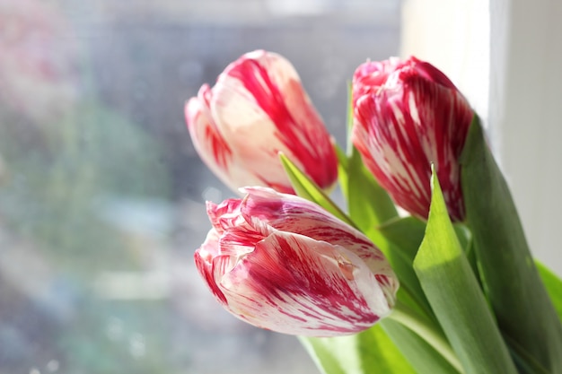 Spring bouquet of pink and white tulips