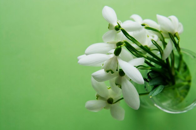 バスの中で白いスノードロップの春の花束。コピースペースを持つ孤立した春の花。