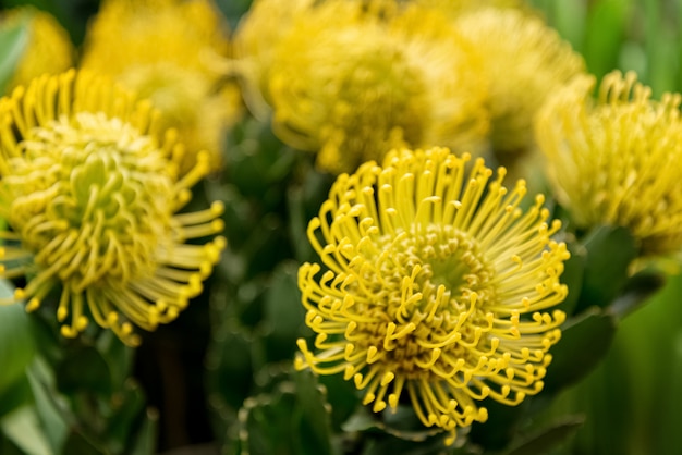 Spring bouquet of yellow terry flowers