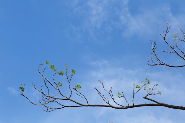 Spring branch with fresh green leaves.