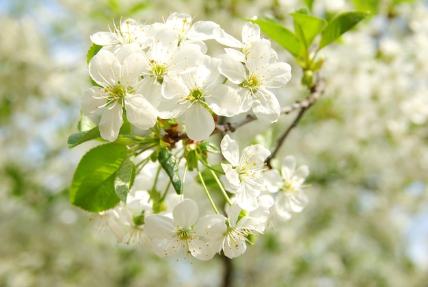 Spring branch with white flowers