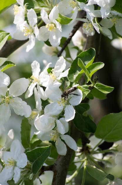 Photo spring branch with white flowers