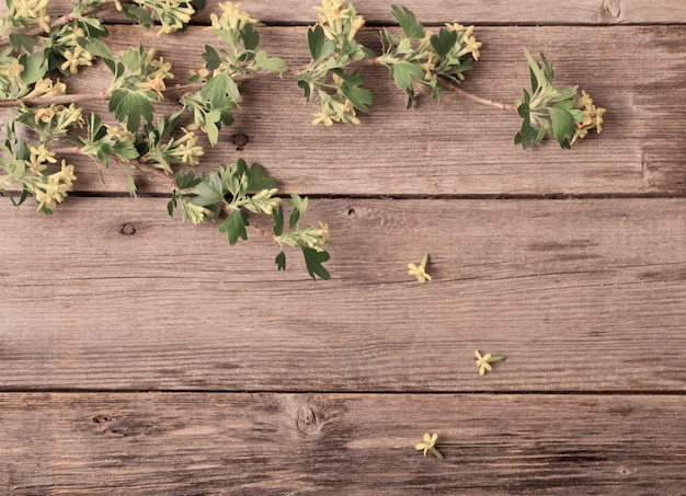 Ramo di primavera su fondo in legno