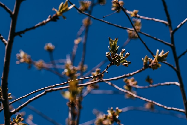 Spring branch, young leaves and kidneys