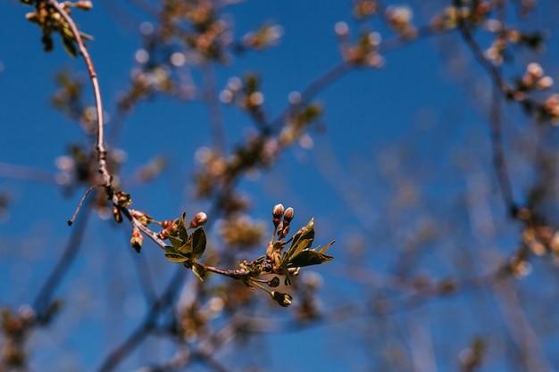 Ramo di primavera, foglie giovani e reni