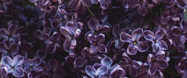 Spring branches of blooming lilacs under the rays of the sun. Banner.