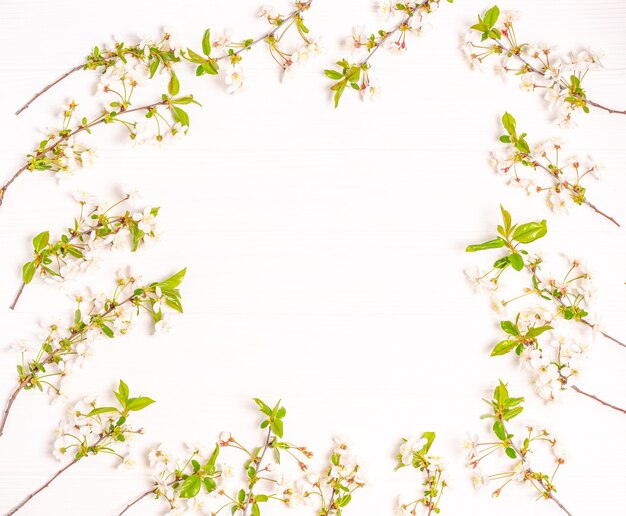 Spring branches of blossoming cherry in the form of a frame on a white background. Flat lay, postcard blank, space for text, copy space. View from above.