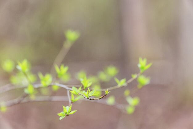 春の枝の新芽の葉の季節の背景