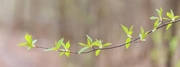 spring branches shoots leaves seasonal background